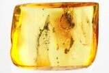 Detailed Fossil Ant (Formicidae) In Baltic Amber #328230-1